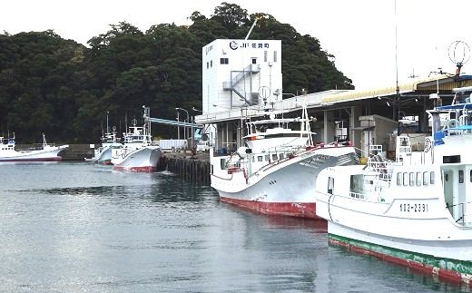 初鰹 1.0kg 2尾 新鮮 天然 国産 かつお 鰹 カツオ 旬 鮮魚 魚貝 魚介類 海鮮 魚 お魚 季節限定 期間限定 土佐佐賀港水揚げ 高知県 高知 黒潮町 [1278]