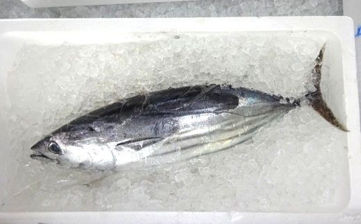 初鰹 2.0kg 1尾 新鮮 天然 国産 かつお 鰹 カツオ 旬 鮮魚 魚貝 魚介類 海鮮 魚 お魚 季節限定 期間限定 土佐佐賀港水揚げ 高知県 高知 黒潮町 [1279-2]