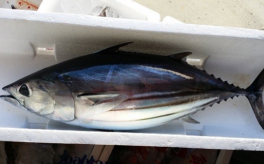 戻り鰹  豪快 5kg 1尾 土佐佐賀港水揚げ 新鮮 天然 鰹 かつお 産地直送 刺身 お刺身 さしみ 魚 海鮮 鮮魚 魚介 お祝い ギフト 贈答用 高知 黒潮町 [0335]