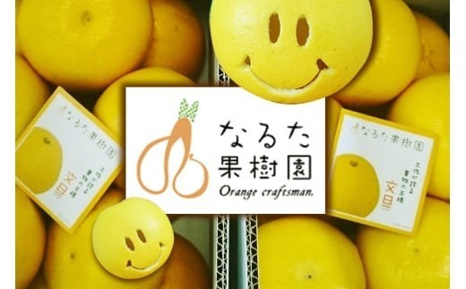 成田果樹園の土佐文旦 3kg （家庭用） L ~ 3L 混合 成田果樹園 文旦3kg 文旦L 文旦2L 文旦3L ぶんたん 文旦 柑橘 柑橘類 果物 フルーツ 文旦高知 高知文旦 高知 高知県 黒潮町