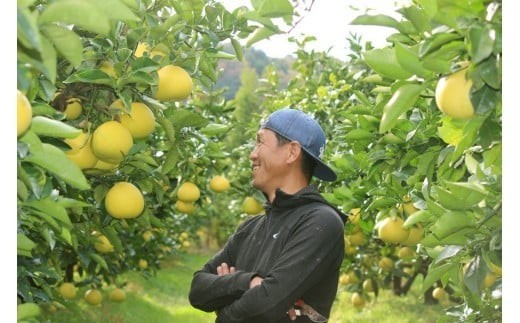 成田果樹園の土佐文旦 3kg （家庭用） L ~ 3L 混合 成田果樹園 文旦3kg 文旦L 文旦2L 文旦3L ぶんたん 文旦 柑橘 柑橘類 果物 フルーツ 文旦高知 高知文旦 高知 高知県 黒潮町