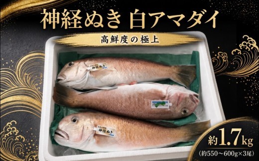 神経ぬき 白アマダイ 四万十沖 約1.7kg 3尾 高知県 黒潮町 土佐 入野港発 鮮魚 甘鯛 手釣り 白甘鯛 シロアマダイ 1.7kg前後 旬の魚 シリーズ 冷蔵 新鮮 天然 鯛 たい タイ アマダ