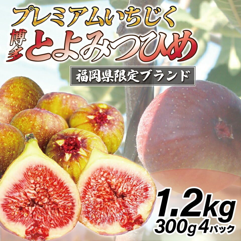 【令和8年度産】【先行予約】福岡県ブランドいちじく「博多とよみつひめ」300g×4パック [M775-2] 福岡県限定 果肉 上品 甘い なめらか食感 糖度17度 フルーツ 果物
