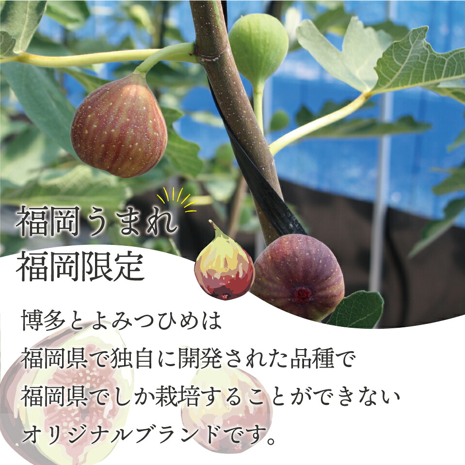【令和8年度産】【先行予約】福岡県ブランドいちじく「博多とよみつひめ」300g×4パック [M775-2] 福岡県限定 果肉 上品 甘い なめらか食感 糖度17度 フルーツ 果物