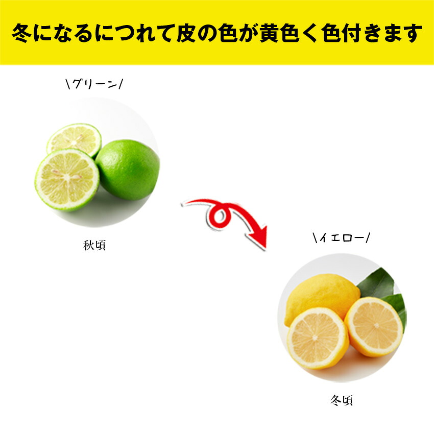 〈里山レモンの会〉宮若市特産品 レモン 約2kg「りのか」 [M568]