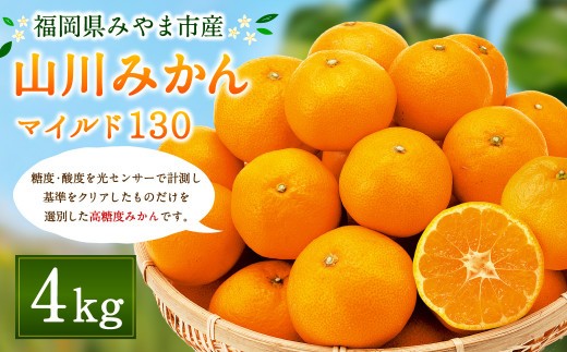 A2 山川 みかん 4kg マイルド130 数量限定 蜜柑 山川みかん ミカン 厳選 【2026年11月上旬～12月上旬迄順次発送予定】