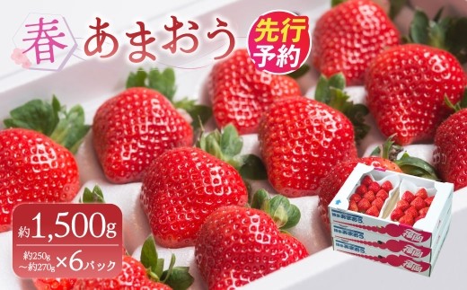 A159 【春】 あまおう 6パック いちご 【2026年2月上旬～3月下旬以降発送予定】