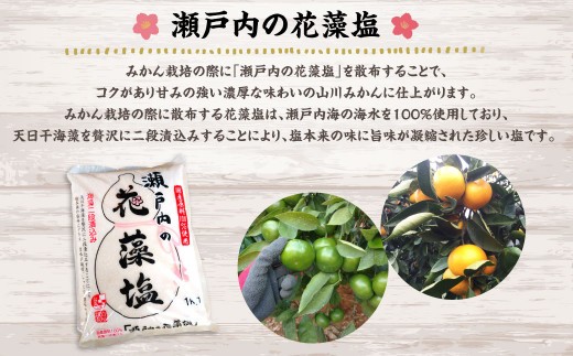 A158 福岡県山川産 塩みかん 10kg 【2025年11月上旬～12月下旬発送予定】 蜜柑 花藻塩