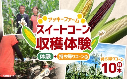 F4 アッキーファーム スイートコーン収穫体験