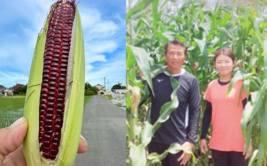F6 アッキーファーム スイートコーン収穫体験 （スイートコーン30本込み） とうもろこし トウモロコシ 野菜 やさい 農作物 農業 体験 チケット 商品券 施設利用券 福岡県産 国産 福岡県 みやま