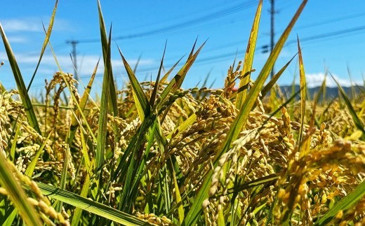 A325 【令和7年産】アッキーファームのお米「ひのひかり」 5kg 白米 ヒノヒカリ お米 こめ 精米 単一原料米 ごはん ご飯 福岡県産 国産 福岡県 みやま市 常温 【2026年7月下旬まで発送