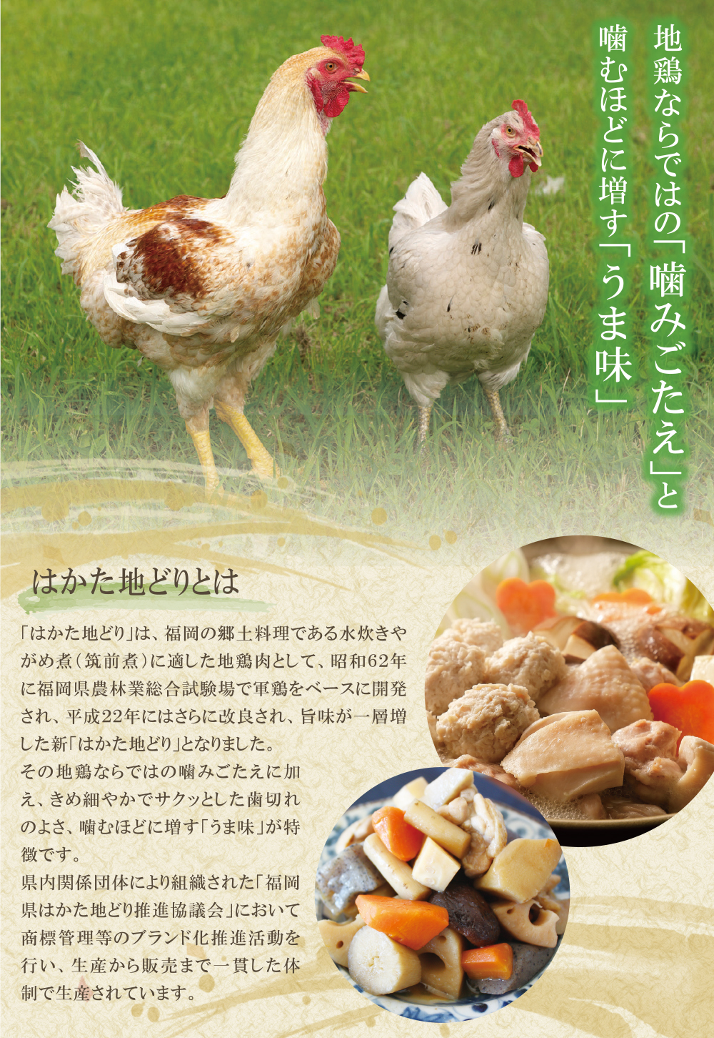 福岡県産ブランド地鶏！ はかた地どり 炭火焼500g定期便(隔月・年6回) はかた地どり 炭火焼500g 地鶏 国産 鶏肉 鳥肉 人気 おすすめ 炭火焼 おつまみ