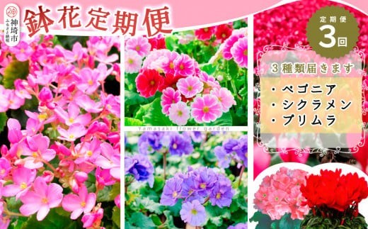 【先行受付9月より発送 数量・期間限定】鉢花 3回定期便 (9月・11月・1月お届け) 【鉢花 ふるさと納税 定期便】(H069117)