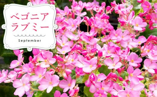 【先行受付9月より発送 数量・期間限定】鉢花 3回定期便 (9月・11月・1月お届け) 【鉢花 ふるさと納税 定期便】(H069117)