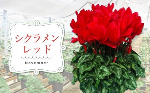 【先行受付9月より発送 数量・期間限定】鉢花 3回定期便 (9月・11月・1月お届け) 【鉢花 ふるさと納税 定期便】(H069117)