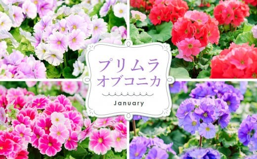 【先行受付9月より発送 数量・期間限定】鉢花 3回定期便 (9月・11月・1月お届け) 【鉢花 ふるさと納税 定期便】(H069117)