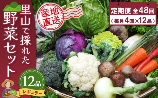 年間定期便48回 里山で採れた野菜セットレギュラー 12品 【有機野菜 おまかせ野菜セット イタリア野菜 西洋野菜 定期便】(H078108)