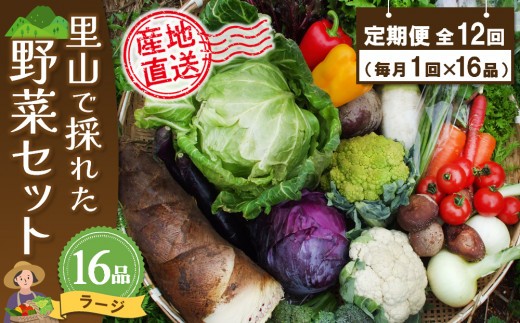 年間定期便12回 里山で採れた野菜セットラージ 16品 【有機野菜 おまかせ野菜セット イタリア野菜 西洋野菜 定期便】(H078110)