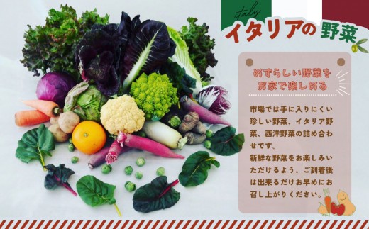 年間定期便24回 イタリア野菜セットレギュラー 10品 【有機野菜 おまかせ野菜セット イタリア野菜 西洋野菜 定期便】(H078150)