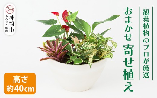 オリジナルアレンジ観葉植物 Mサイズ【寄せ植え インテリア リビング 室内 グリーン 植物 癒し リフレッシュ】 (H086110)