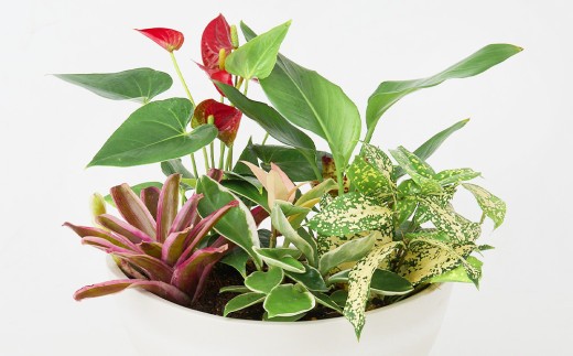 オリジナルアレンジ観葉植物 Mサイズ【寄せ植え インテリア リビング 室内 グリーン 植物 癒し リフレッシュ】 (H086110)
