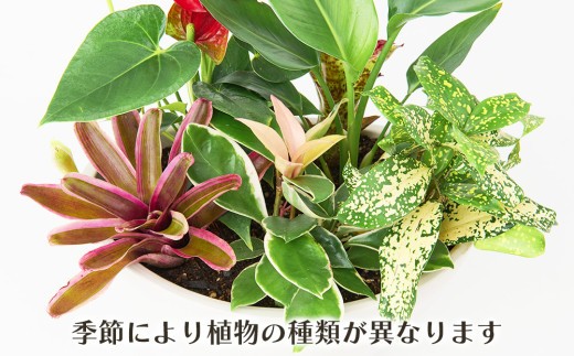 オリジナルアレンジ観葉植物 Mサイズ【寄せ植え インテリア リビング 室内 グリーン 植物 癒し リフレッシュ】 (H086110)