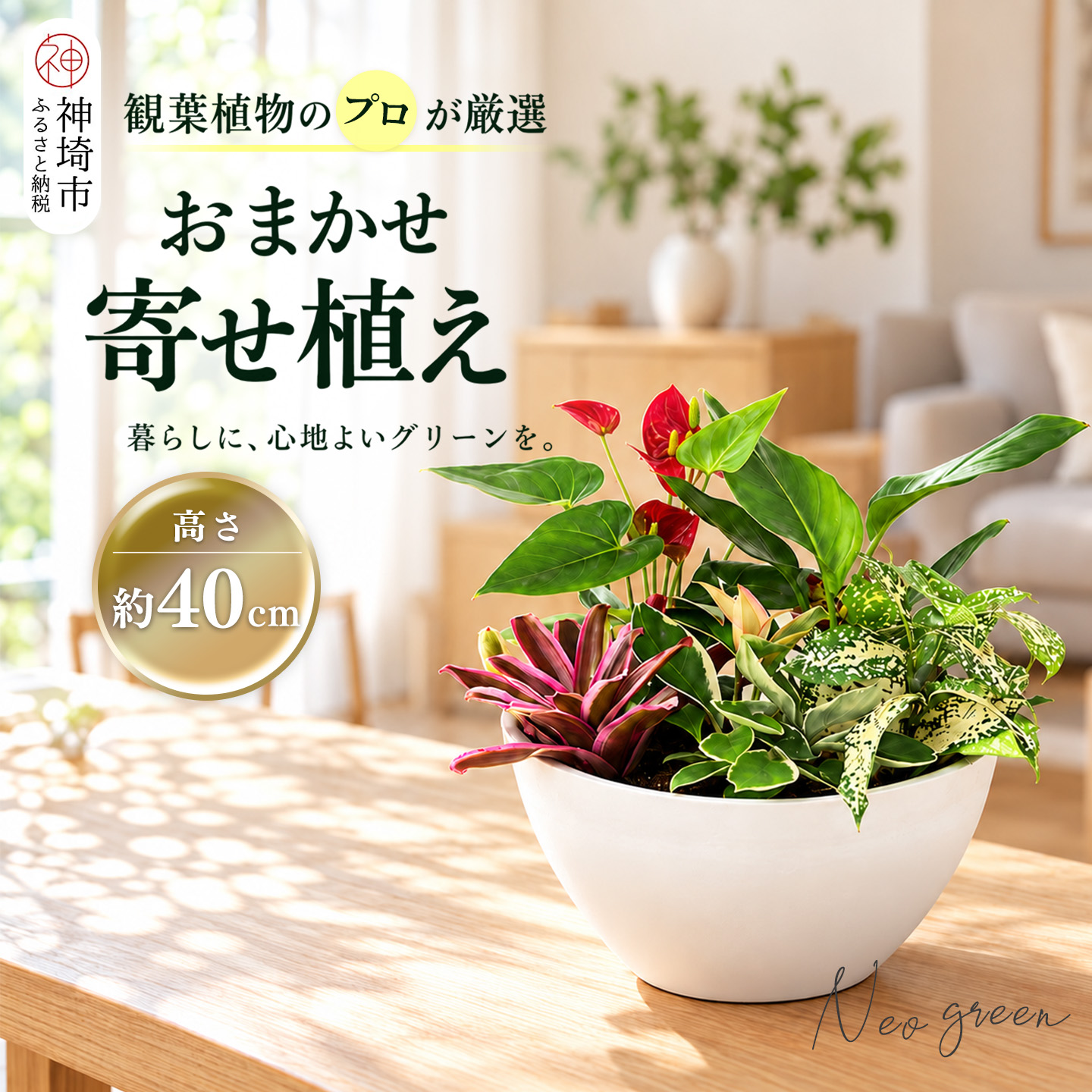 オリジナルアレンジ観葉植物　Mサイズ【寄せ植え インテリア リビング 室内 グリーン 植物 癒し リフレッシュ】 (H086110)