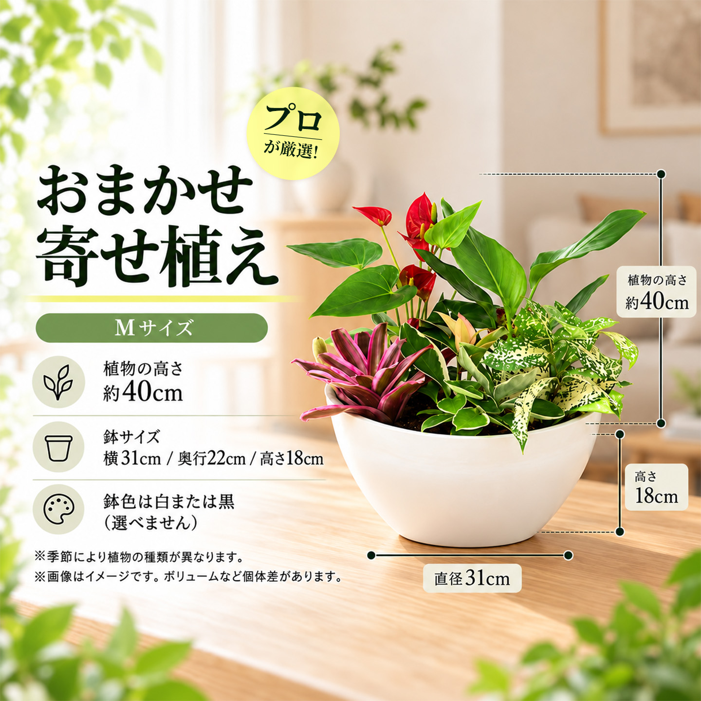 オリジナルアレンジ観葉植物　Mサイズ【寄せ植え インテリア リビング 室内 グリーン 植物 癒し リフレッシュ】 (H086110)