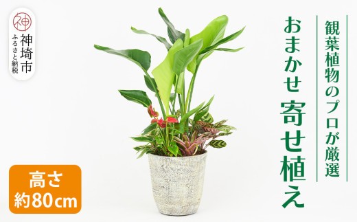 オリジナルアレンジ観葉植物 Lサイズ【寄せ植え インテリア リビング 室内 グリーン 植物 癒し リフレッシュ】 (H086106)