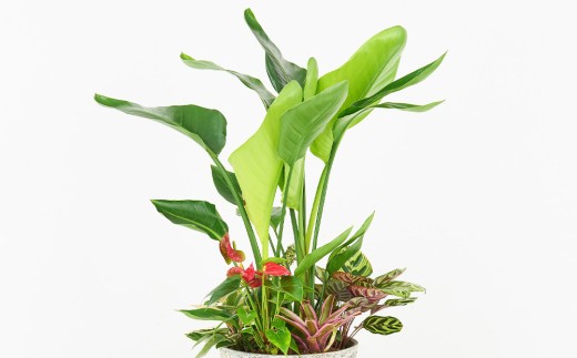 オリジナルアレンジ観葉植物 Lサイズ【寄せ植え インテリア リビング 室内 グリーン 植物 癒し リフレッシュ】 (H086106)