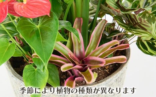 オリジナルアレンジ観葉植物 Lサイズ【寄せ植え インテリア リビング 室内 グリーン 植物 癒し リフレッシュ】 (H086106)