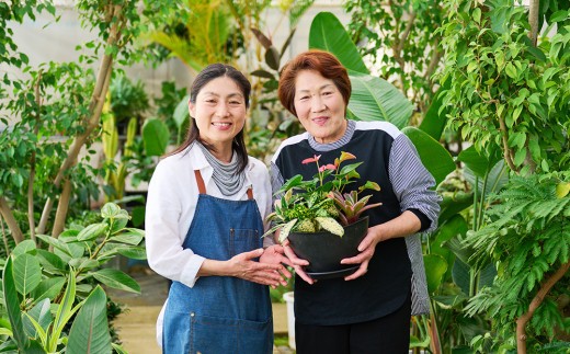 オリジナルアレンジ観葉植物 Lサイズ【寄せ植え インテリア リビング 室内 グリーン 植物 癒し リフレッシュ】 (H086106)