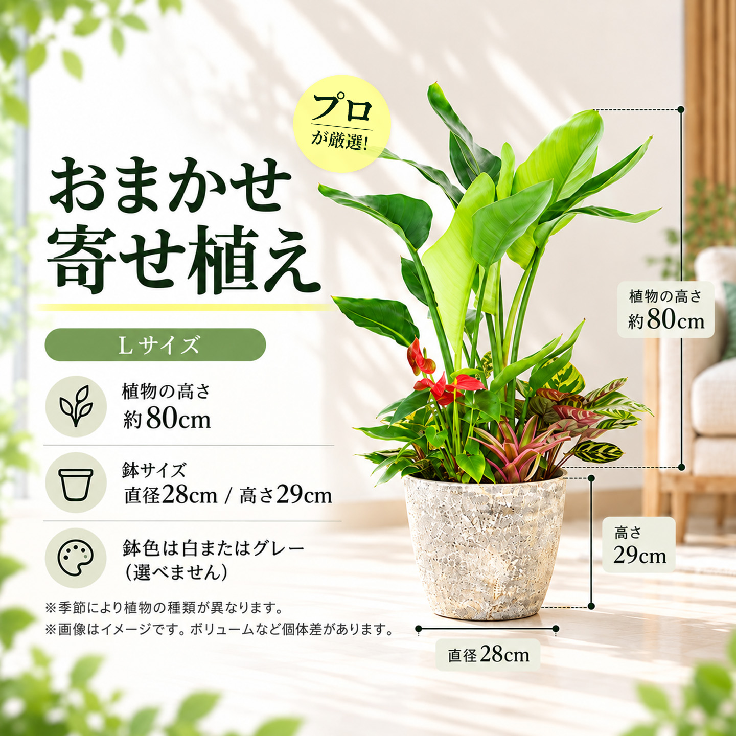 オリジナルアレンジ観葉植物　Lサイズ【寄せ植え インテリア リビング 室内 グリーン 植物 癒し リフレッシュ】 (H086106)