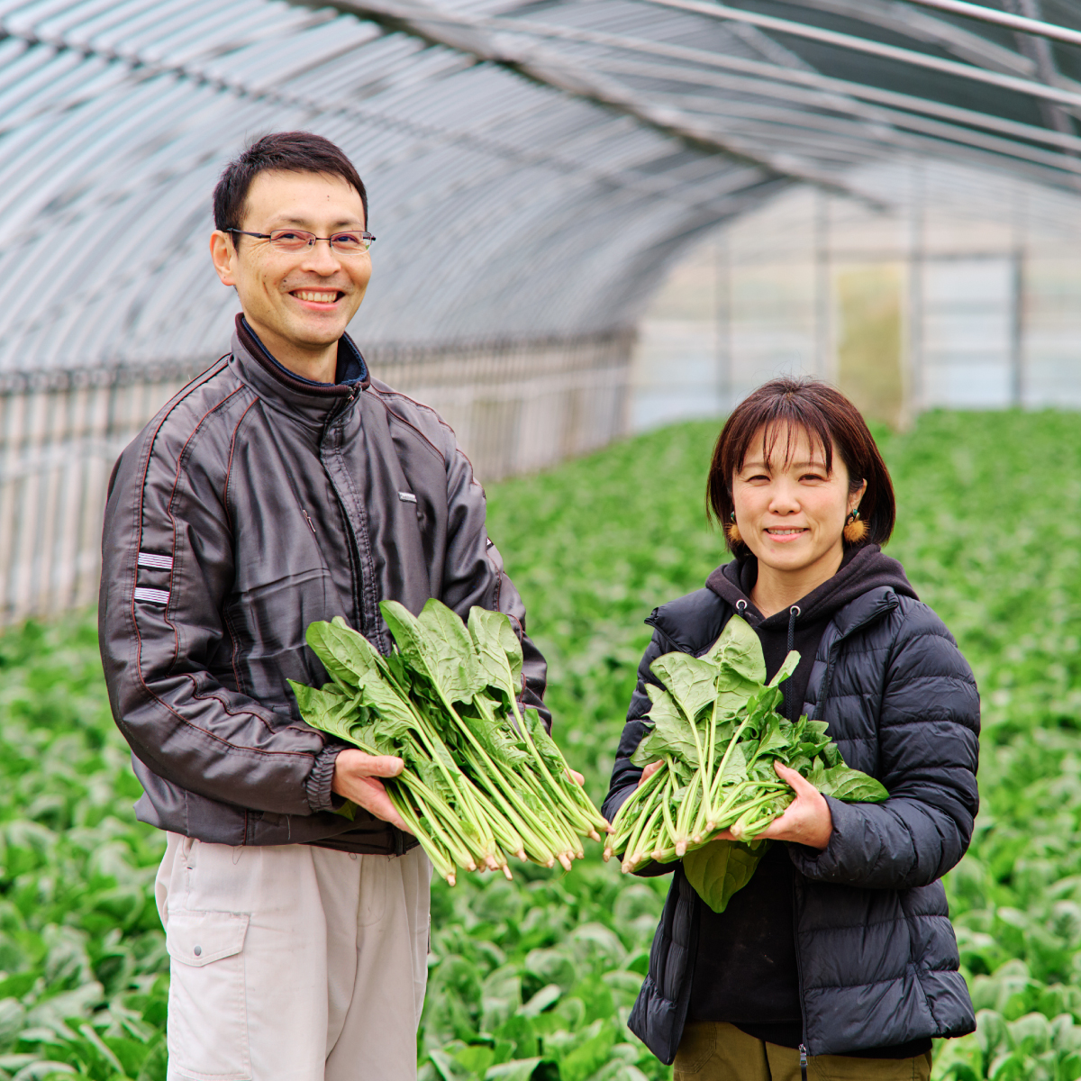 ほうれん草 1kg バラ詰め(大きな袋に1kg)【ハウス栽培 産地直送 クール便 佐賀県脊振山麓産 ほうれん草 ホウレンソウ 野菜 葉物 こだわり野菜 冷蔵 子供 成長 離乳食】(H091116)
