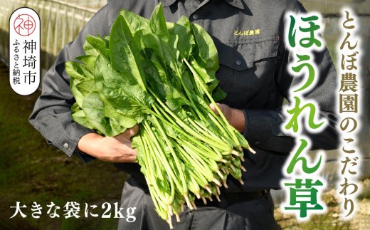 ほうれん草 2kg バラ詰め(大きな袋に2kg)【ハウス栽培 産地直送 クール便 佐賀県脊振山麓産】(H091117)