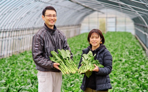ほうれん草 2kg バラ詰め(大きな袋に2kg)【ハウス栽培 産地直送 クール便 佐賀県脊振山麓産】(H091117)