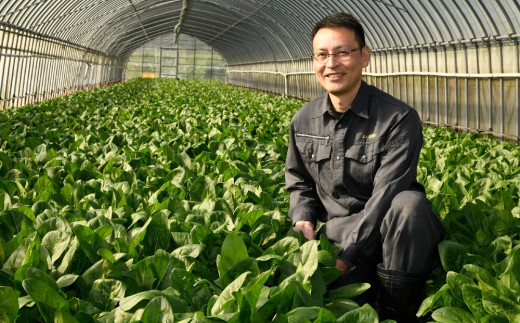 ほうれん草 2kg バラ詰め(大きな袋に2kg)【ハウス栽培 産地直送 クール便 佐賀県脊振山麓産】(H091117)