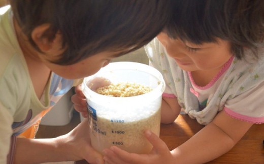 自家製天然酵母の食パン 4斤【パンと器のコネル】【パンと器のコネル 国産小麦 パン 自家製 天然酵母 玄米麹 朝食 おやつ】(H094123)