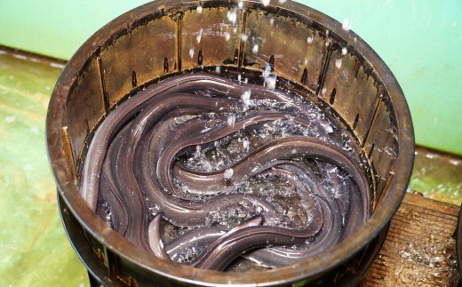 【9月末で受付終了】【職人手焼き】国産特大うなぎ蒲焼2尾(1尾あたり約170g前後)【国産 特大 うなぎ 鰻 ウナギ ふっくら 柔らか 鰻重 きざみ鰻 うなぎのせいろ蒸 タレ付】(H097113)