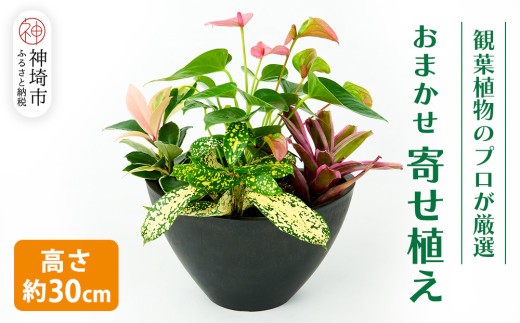 オリジナルアレンジ観葉植物 Sサイズ【寄せ植え インテリア リビング 室内 グリーン 植物 癒し リフレッシュ】 (H086109)