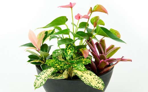 オリジナルアレンジ観葉植物 Sサイズ【寄せ植え インテリア リビング 室内 グリーン 植物 癒し リフレッシュ】 (H086109)
