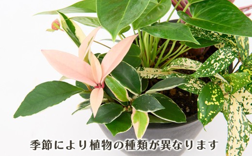 オリジナルアレンジ観葉植物 Sサイズ【寄せ植え インテリア リビング 室内 グリーン 植物 癒し リフレッシュ】 (H086109)