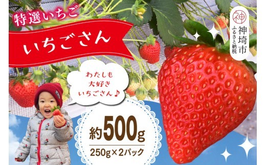 特選いちご いちごさん 250g×2パック