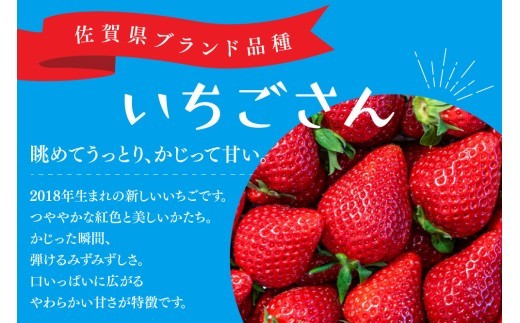 【先行受付 令和9年1月下旬より発送開始】特選いちご(いちごさん) 250g×2パック【ブランドいちご 朝採れ デザート スイーツ フルーツ 誕生日ケーキ バレンタイン】(H101106)