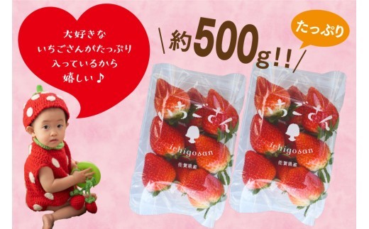 【先行受付 令和9年1月下旬より発送開始】特選いちご(いちごさん) 250g×2パック【ブランドいちご 朝採れ デザート スイーツ フルーツ 誕生日ケーキ バレンタイン】(H101106)