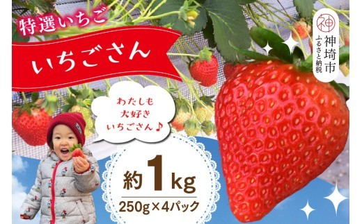 特選いちご いちごさん 250g×4パック