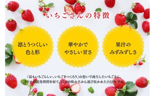 【先行受付 令和9年1月下旬より発送開始】特選いちご(いちごさん) 250g×4パック【ブランドいちご 朝採れ デザート スイーツ フルーツ 誕生日ケーキ バレンタイン】(H101107)