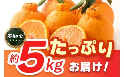 【2027年1月中旬より発送開始】不知火(デコポン) 約5kg【みかん 柑橘 清美 ポンカン フルーツ デザート】(H116137)