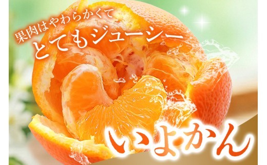【2027年1月中旬より発送開始】いよかん 8～10kg(3L～Lサイズ)【みかん 柑橘 フルーツ デザート】(H116141)
