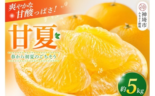 甘夏 5kg